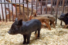 Farm 4 piglets