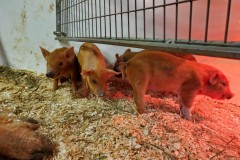 Farm 4 piglets