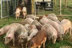 feeder-pigs