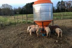 feeder-pigs3