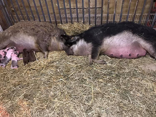 mother pigs during delivery