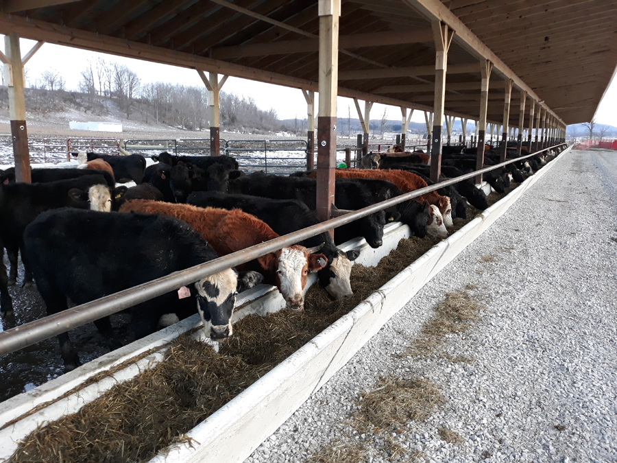 Cattle in feeding facility for the first time
