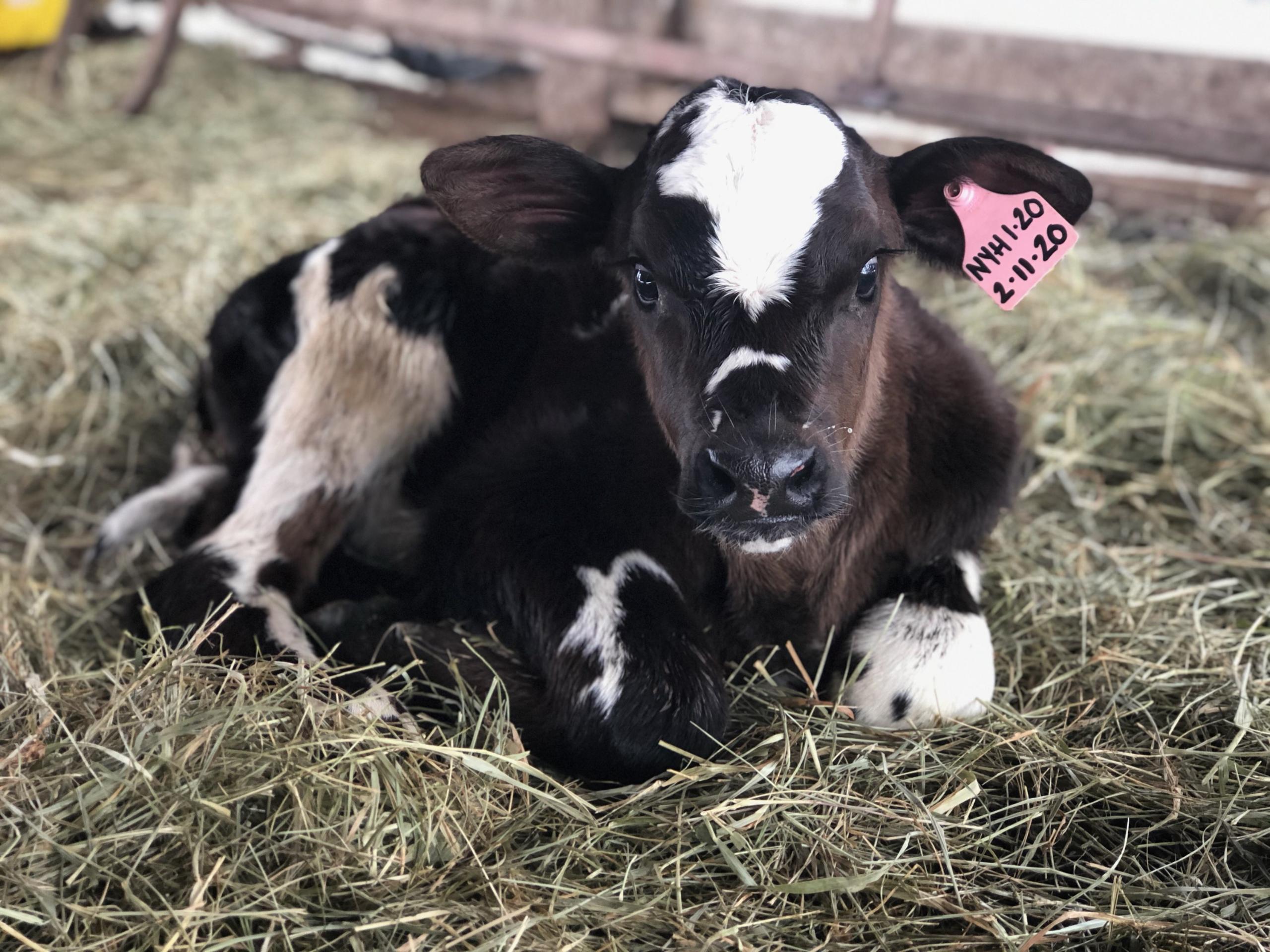 First calf born in 2020 for Simply Grazin'