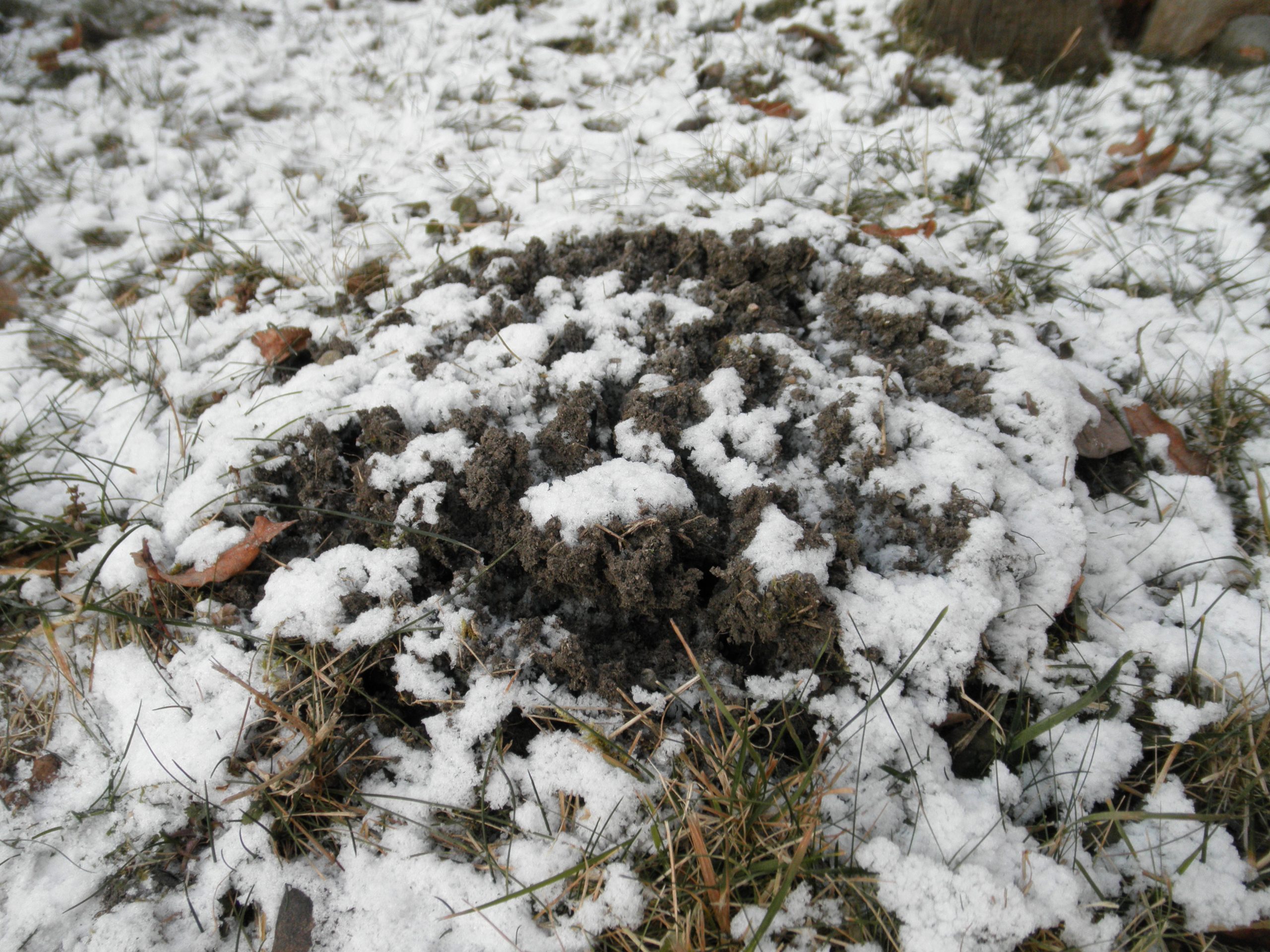 Frost seeding ground