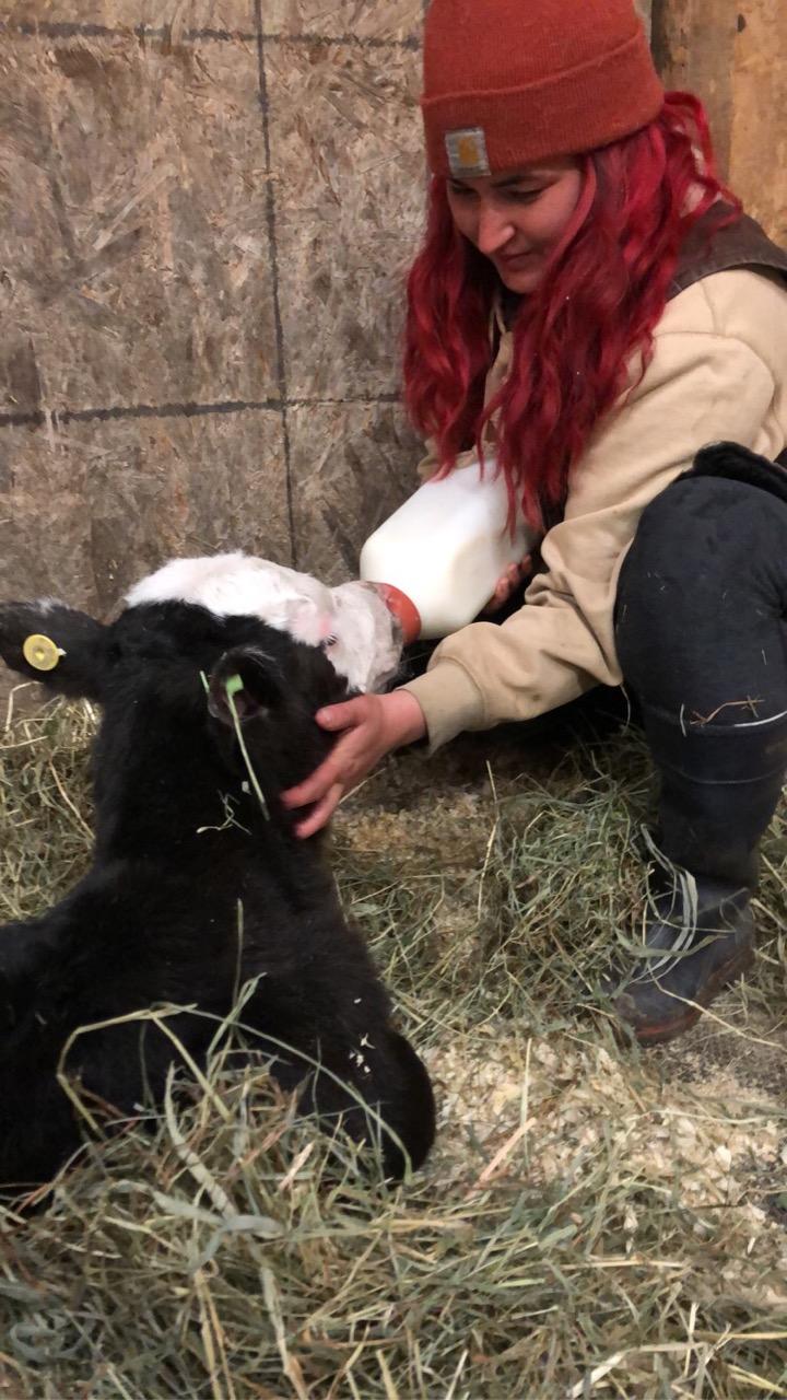 Kriss bottle feeding a calf