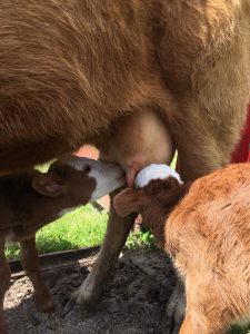 Simply Grazin' VA farm twin calves born April 7, 2020