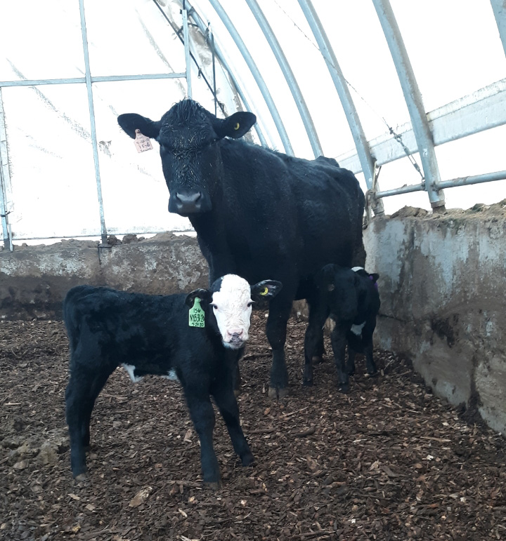 Twins! Baby bull and baby heifer calves born on April 29, 2020