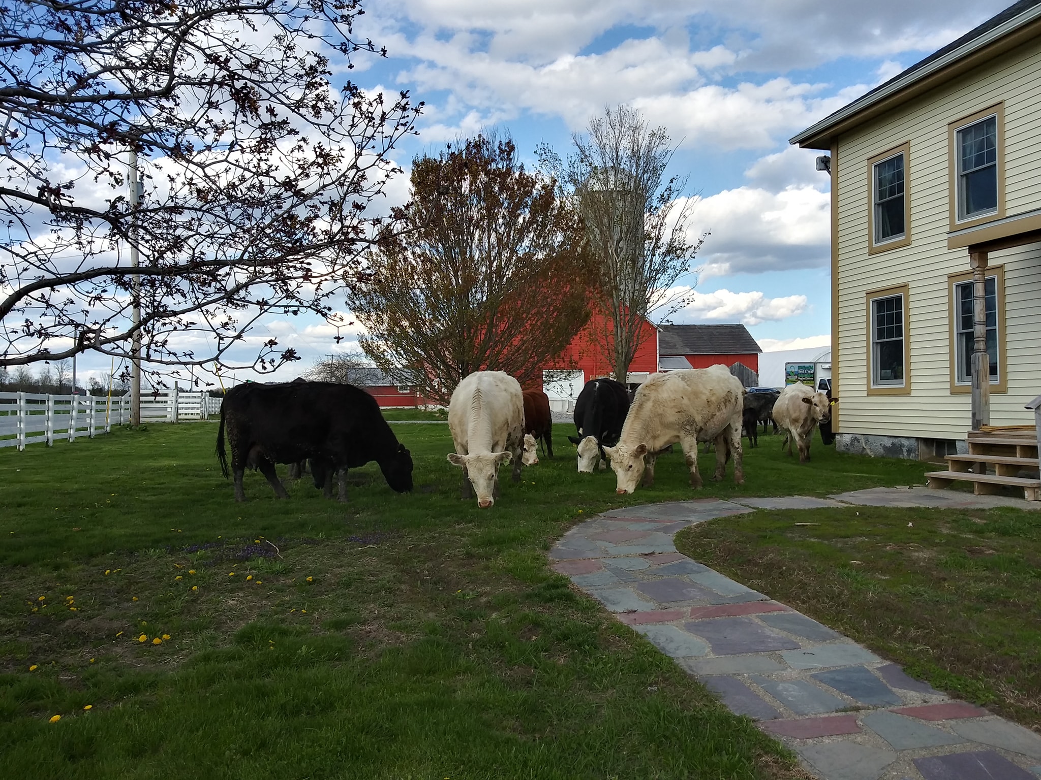 herd in front lawn