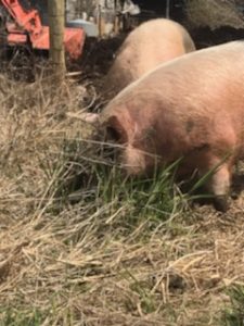 Rooting hogs in pasture