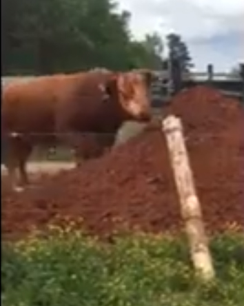 Ronald, a Simply Grazin' VA farm bull