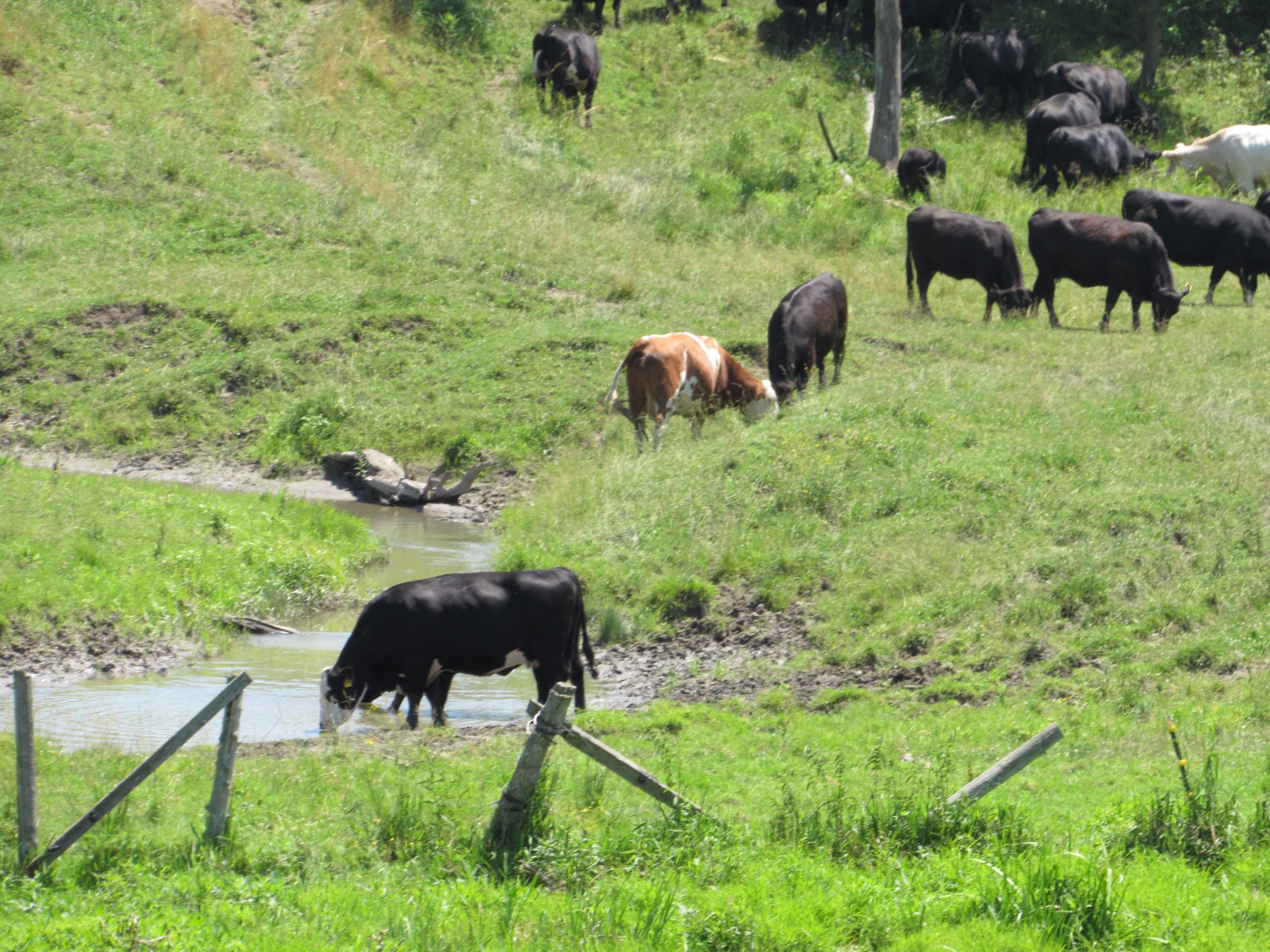 Cattle drinking from stream