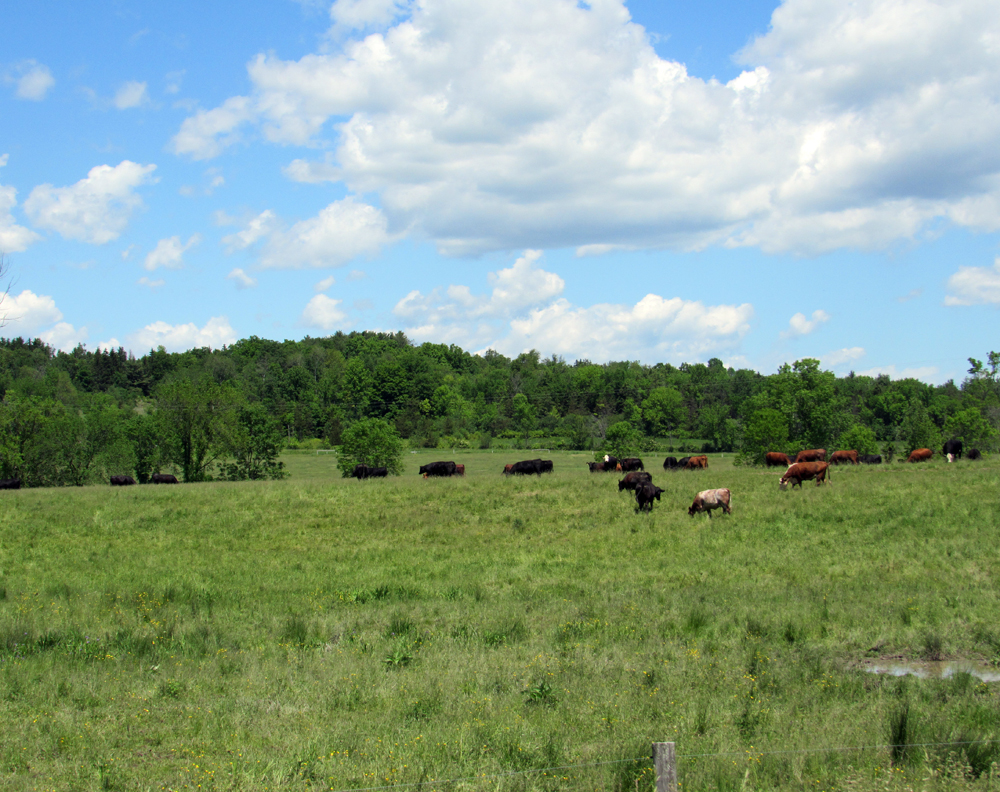 Simply Grazin' cattle enjoying the green pasture