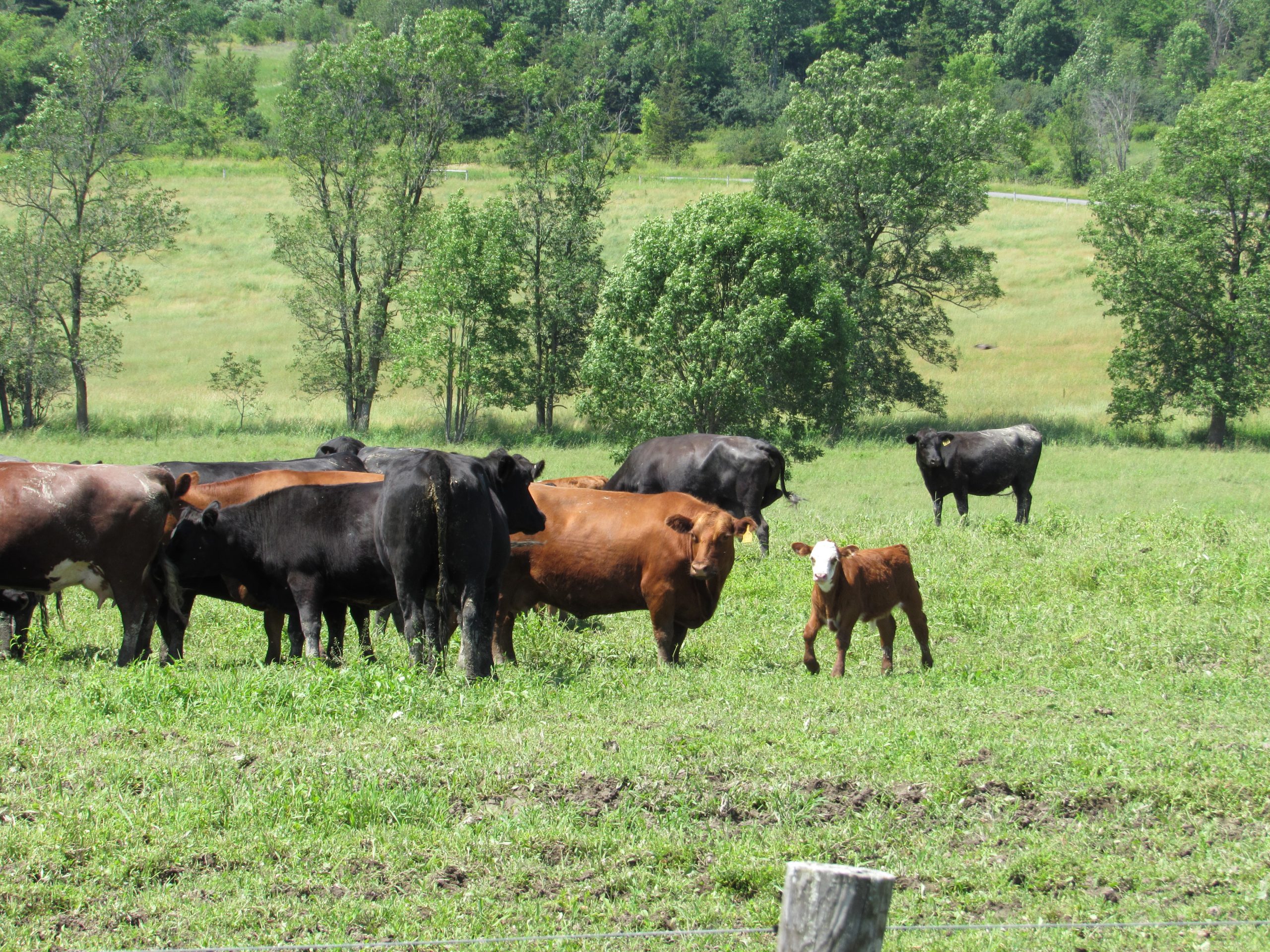cattle grazing on Simply Grazin' NY field