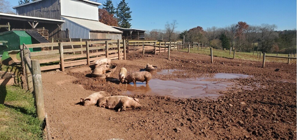New Jersey farm pigs enjoying warm fall weather
