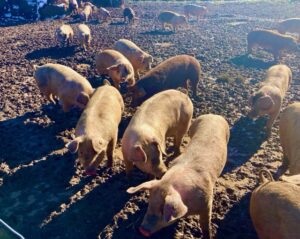Baskerville VA farm pigs
