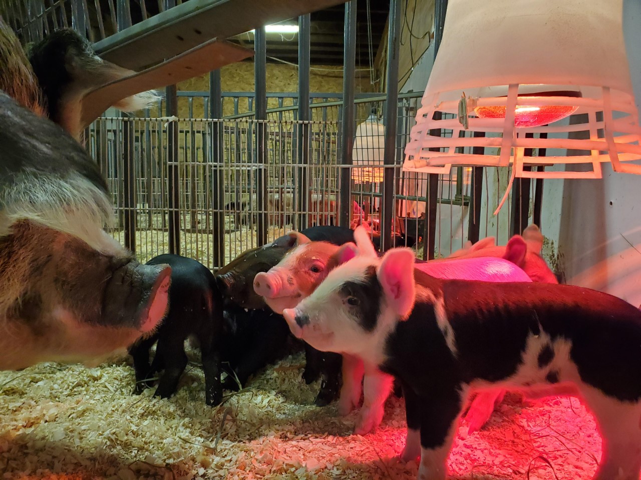 Piglet litters at Simply Grazin' Farm 4 in Fort Edward, NY