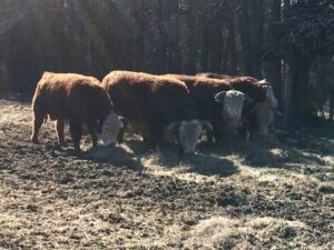 New Hereford Bulls at Simply Grazin' VA farm