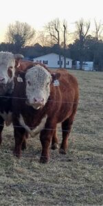 New Hereford Bulls at Simply Grazin' VA farm