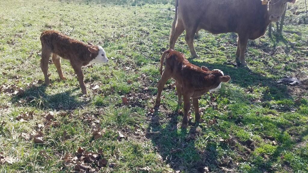 2021 twin calves- heifer and steer