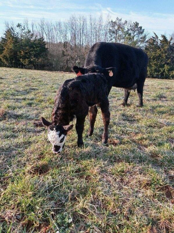 VA farm new heifer born March 21, 2021