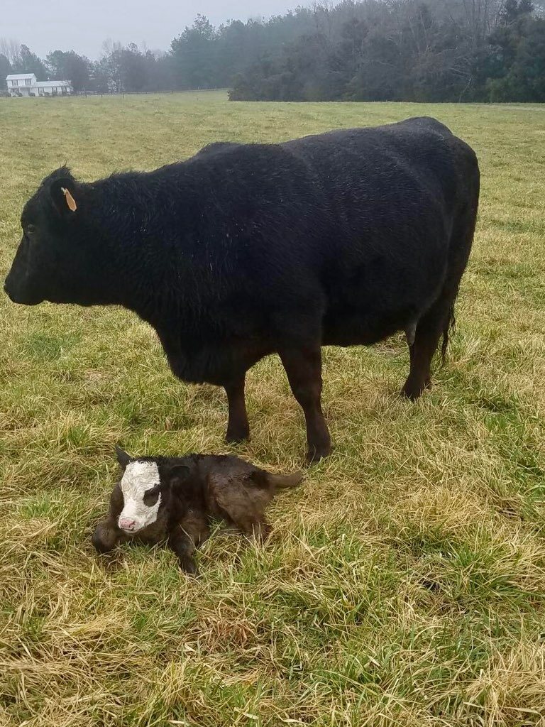 Virginia farm welcomes Patrick! Steer calf born on St. Patrick's Day 2021.
