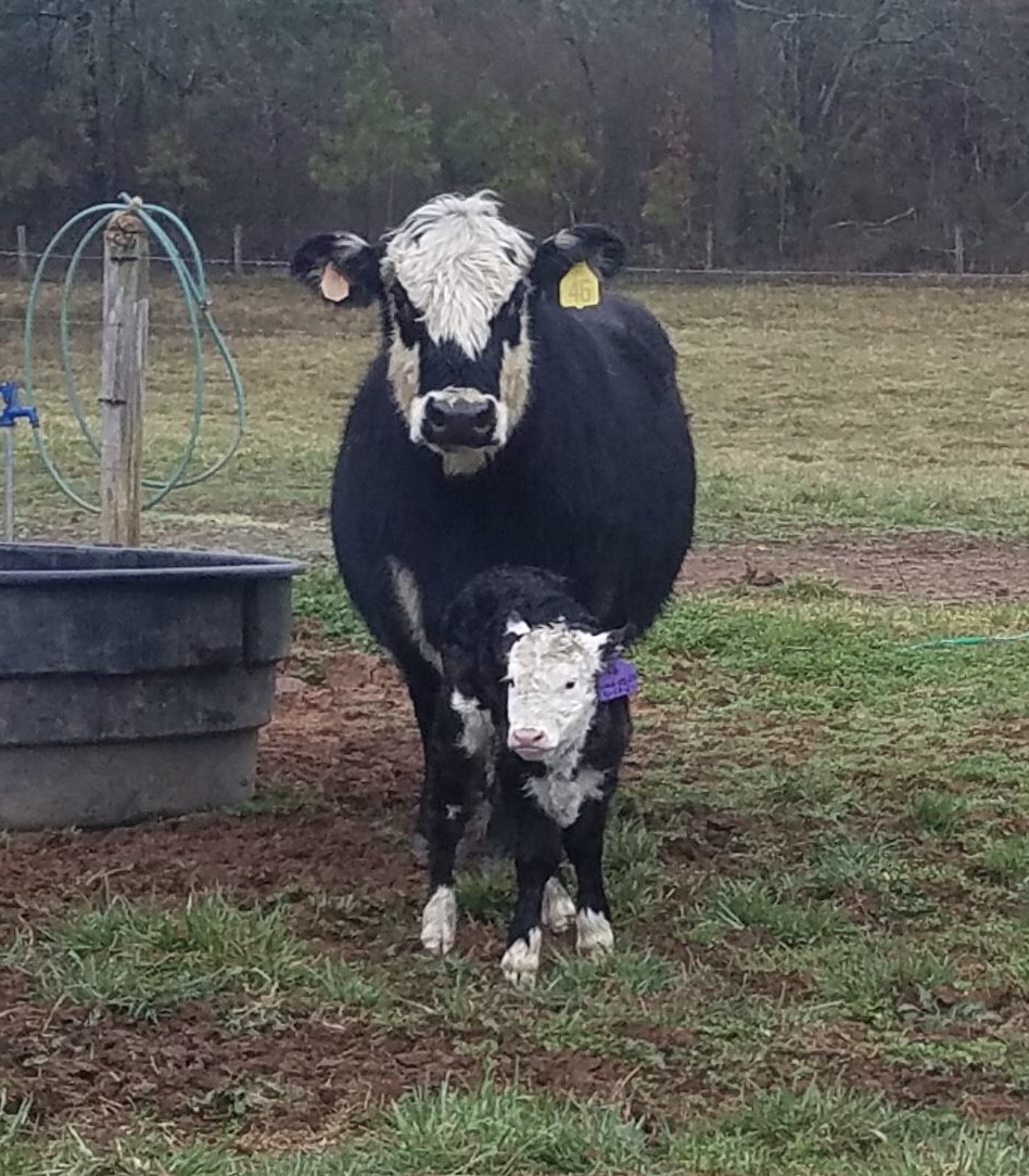 Welcome Patty! born on our Virginia farm on St. Patrick's Day 2021