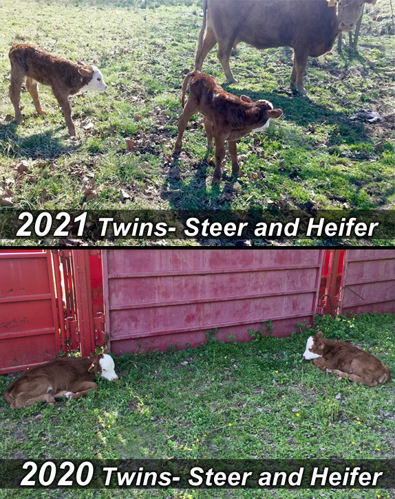 comparing 2021 twin calves to 2020 twin calves from the same mother