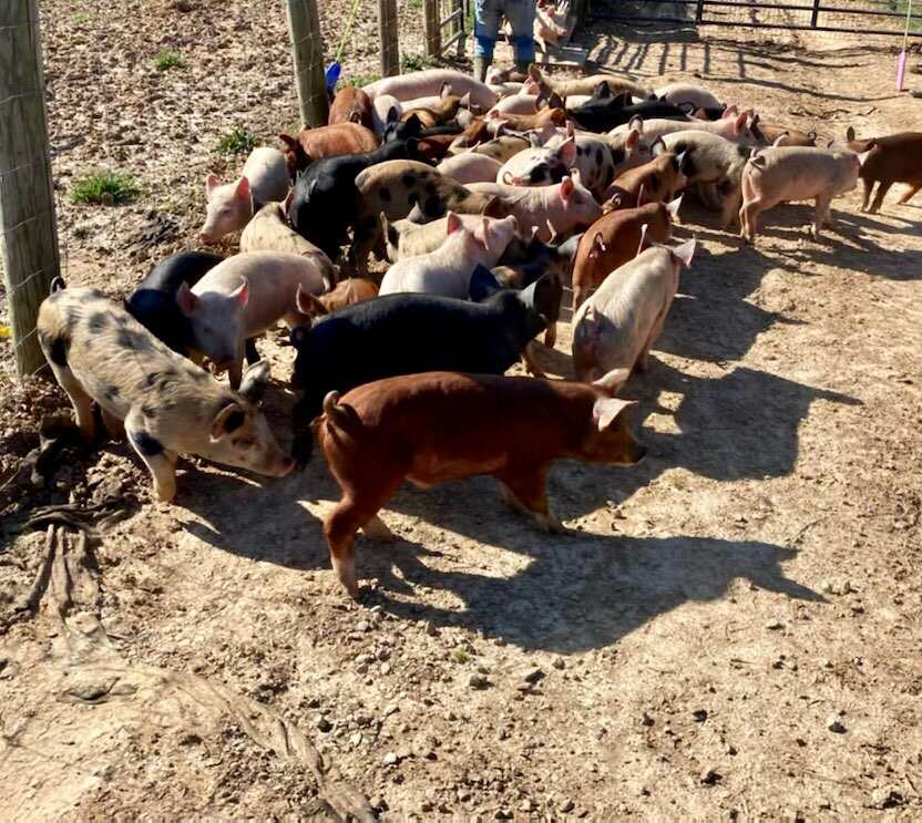 Baskerville, VA farm received 55 new pigs