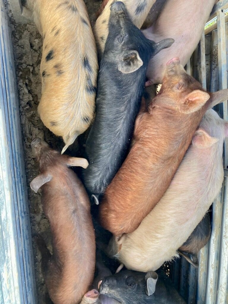 Baskerville, VA farm received 55 new pigs