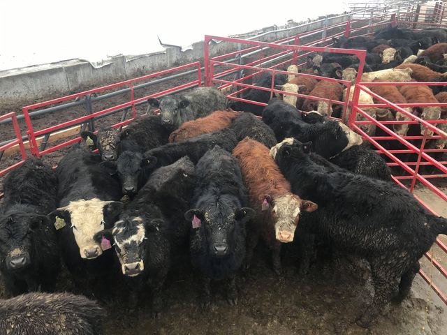 NY calves weaned at Fort Ann hoop barn on March 3, 2021