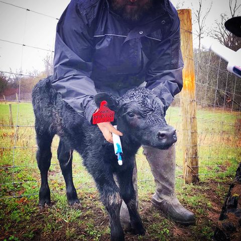 NY farm bull calf born in April 2021