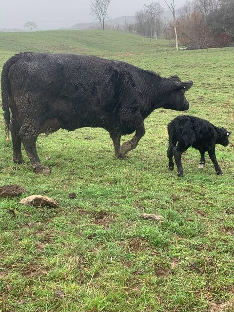 Mom and her calf