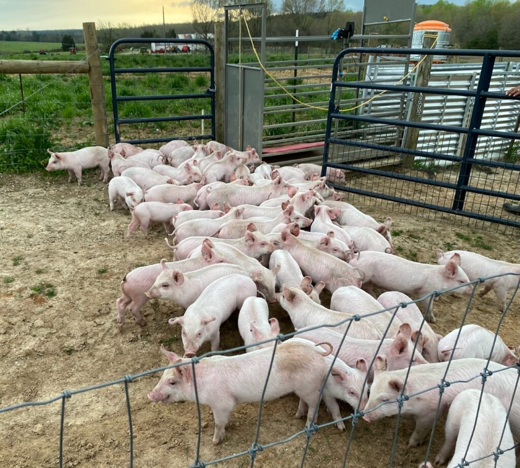 60 two-month old pigs delivered to our Baskerville, VA farm