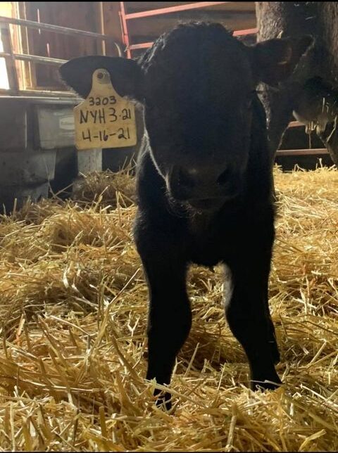 NY heifer calf born on 4/16/21