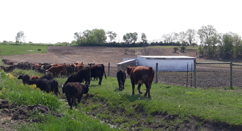 NY cattle getting ready to move to new pastures