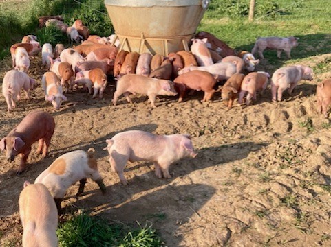 Pig delivery to VA farm brought from PA by Simply Haulin'