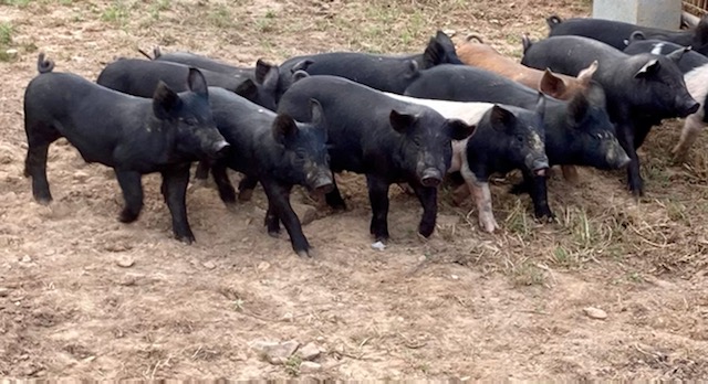 Glade Springs, VA pigs delivered to Simply Grazin' LaCrosse, VA farm
