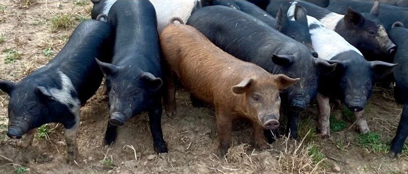 Glade Springs, VA farm pigs delivered to Simply Grazin' LaCrosse, VA farm