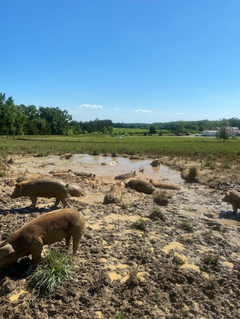 Simply Grazin Baskerville, VA farm hogs enjoying their mud hole