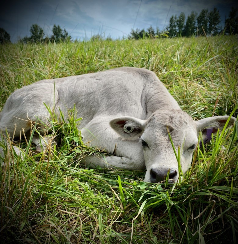 LaCrosse, VA farm's newest heifer born on July 13, 2021