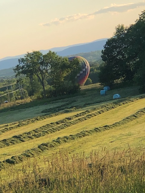 hot air balloon landed on a SImply Grazin' field