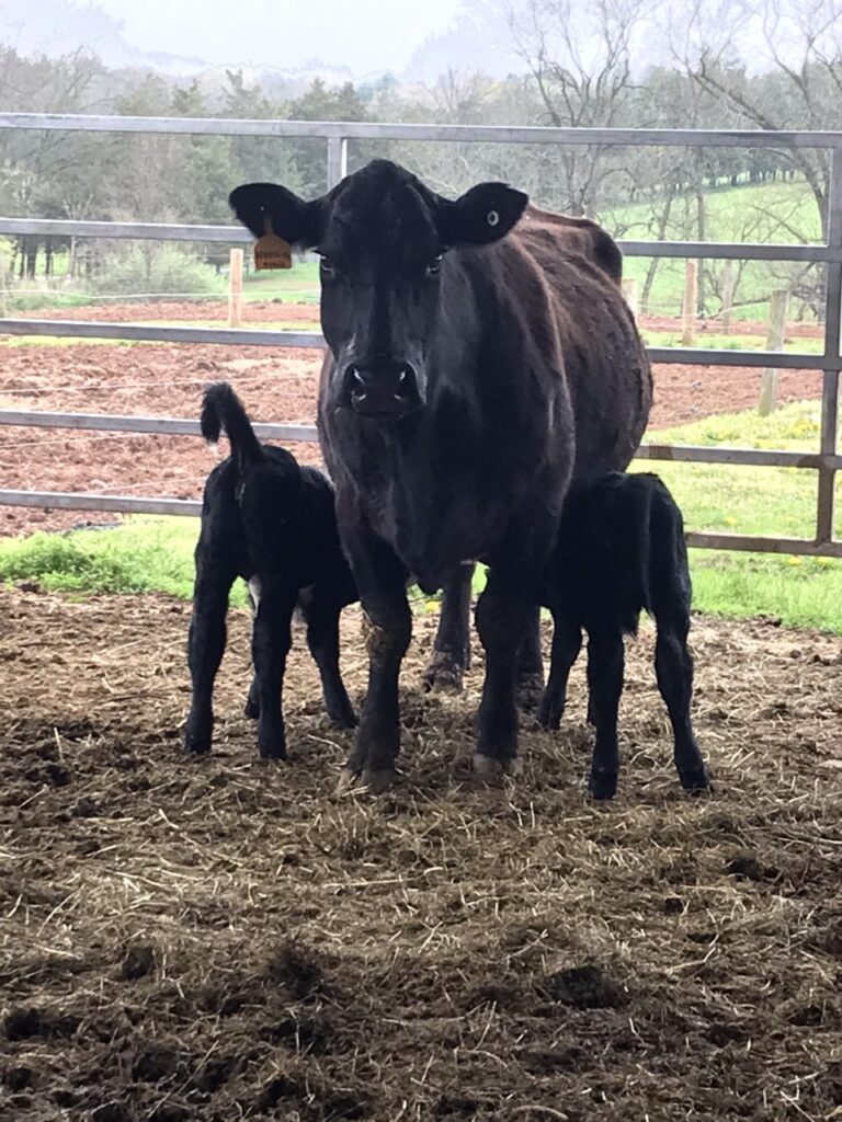 NJ Momma cow with her twins born in 2020