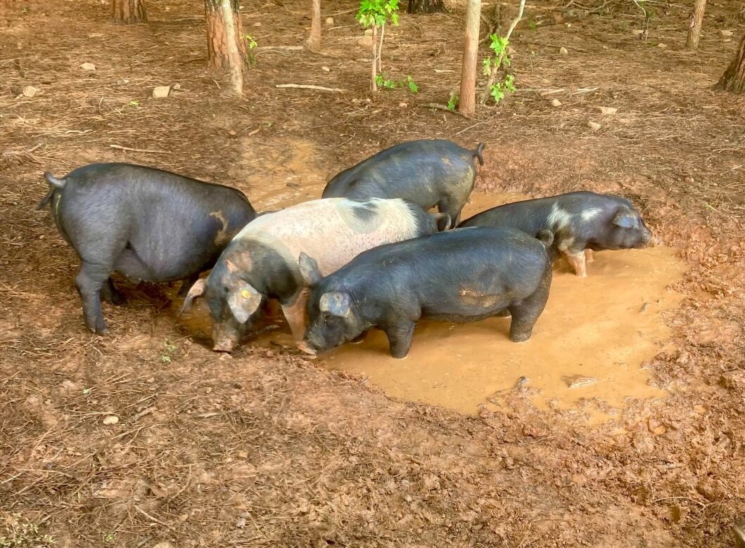 pigs happy in mud holes at our Lacrosse, VA farm
