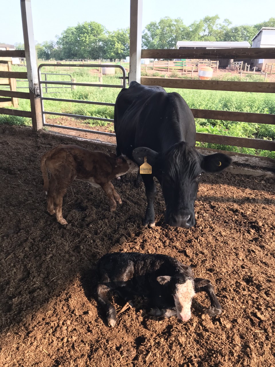 NJ Momma cow with her twins born July 15, 2021