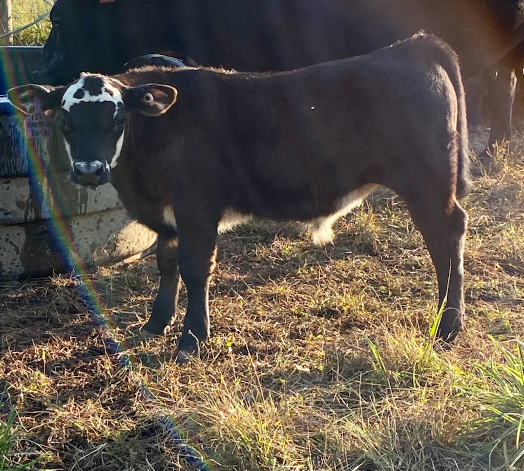2 month old calf at Simply Grazin' VA farm