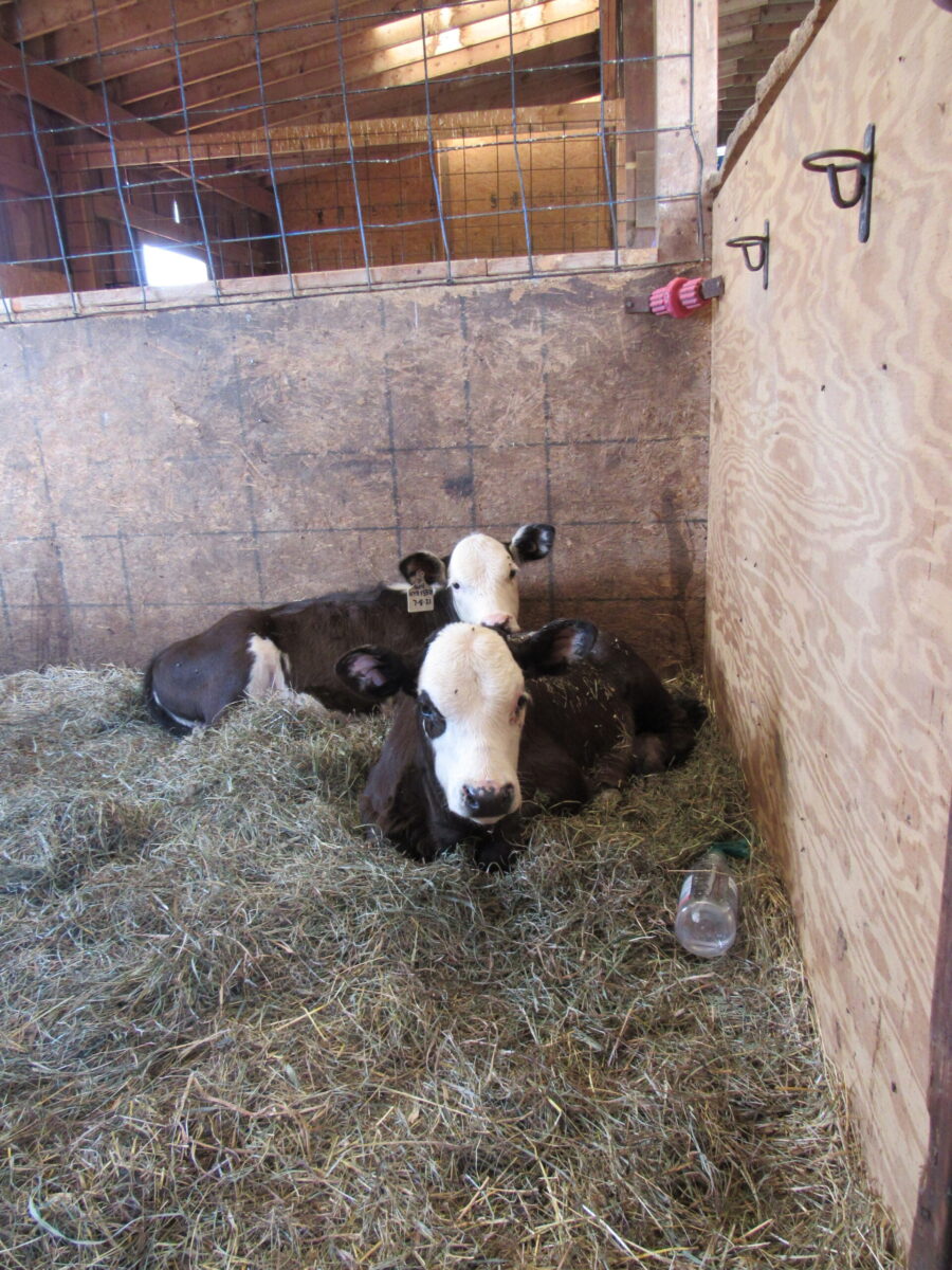 NY calf twins resting in the Simply Grazin' horse barn