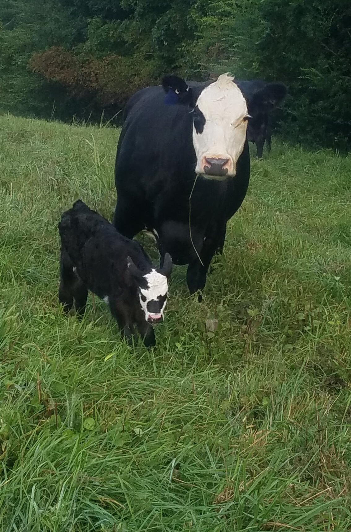 VA calf born in September 2021