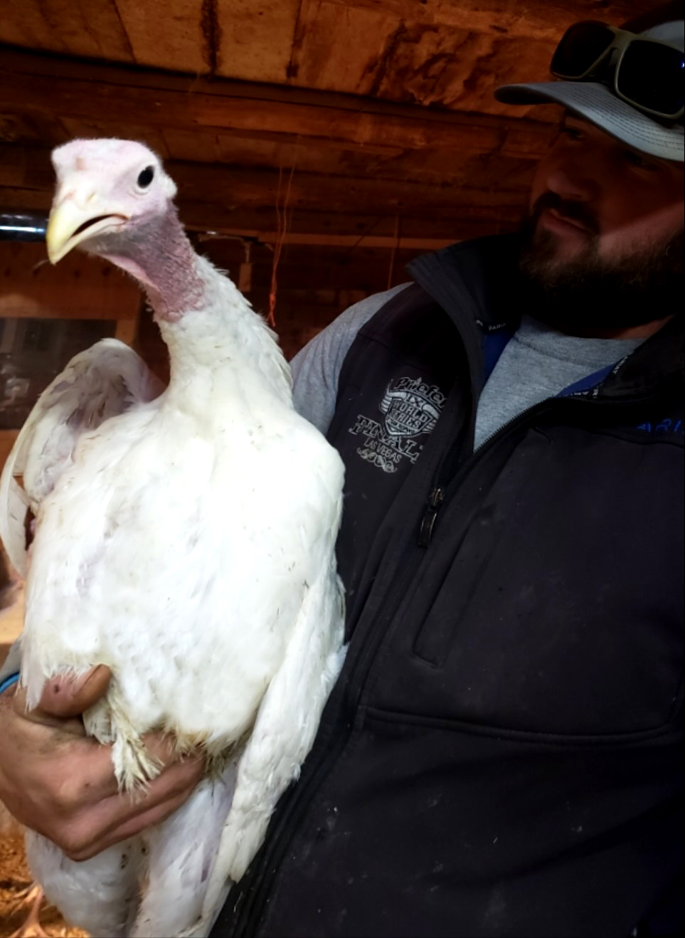 Broad breasted white turkeys raised at Simply Grazin' NY farms