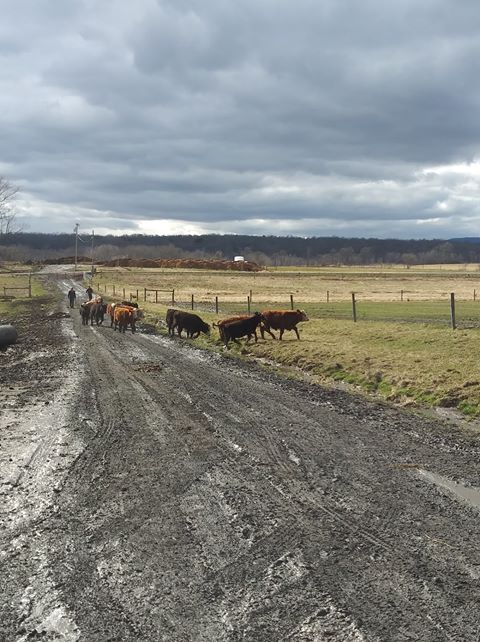 moving cattle to winter pastures