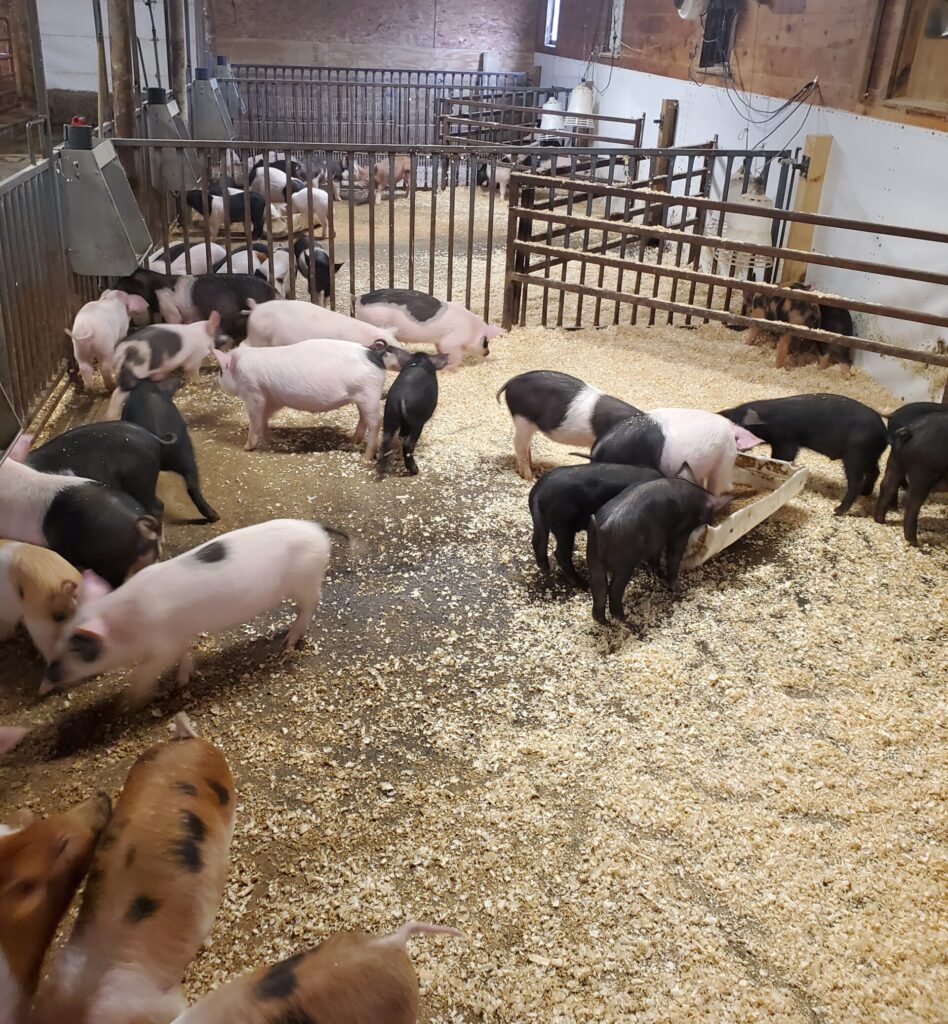 feeder pigs at Simply Grazin' Fort Edward, NY farm